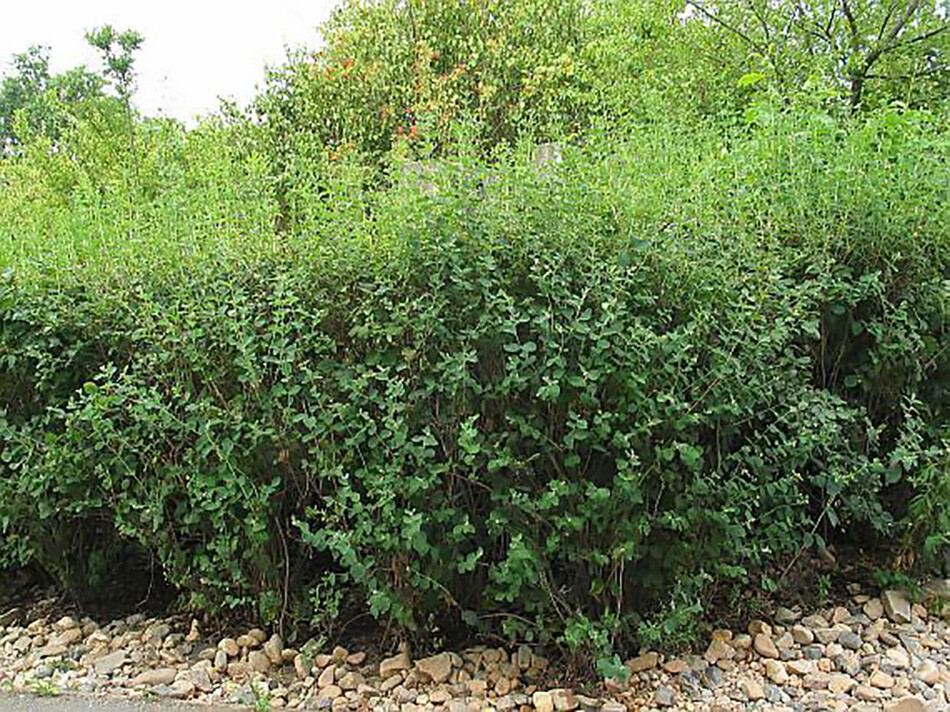Snowberry Shrub, Symphoricarpos albus, Seeds (Fast, Hardy, Ornamental Fruit)