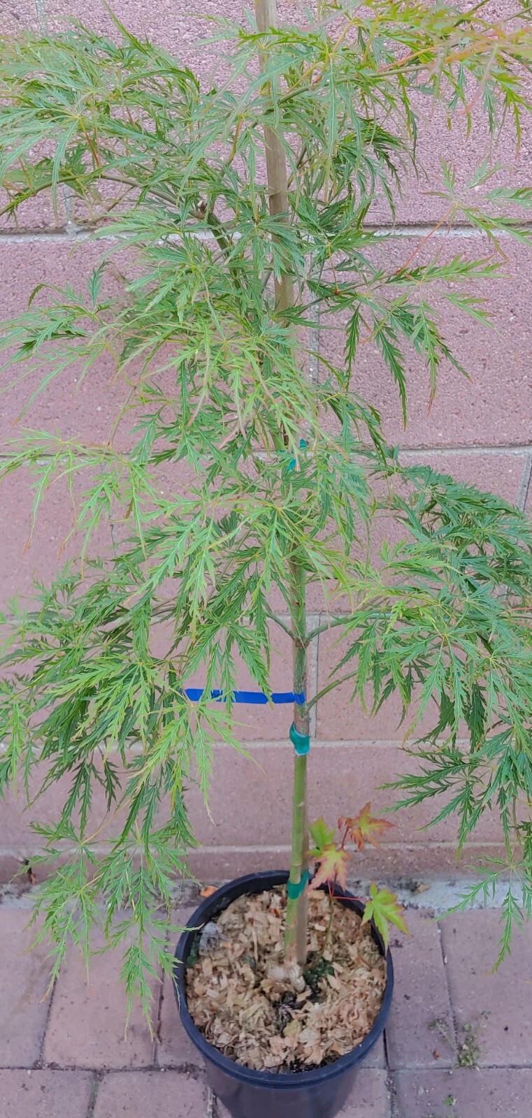 Japanese Maple (viridis) Live Plants