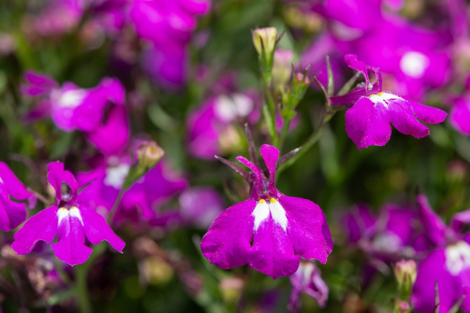200 ROSAMOND LOBELIA Erinus Carmine Red & White Flower Seeds *Comb S/H