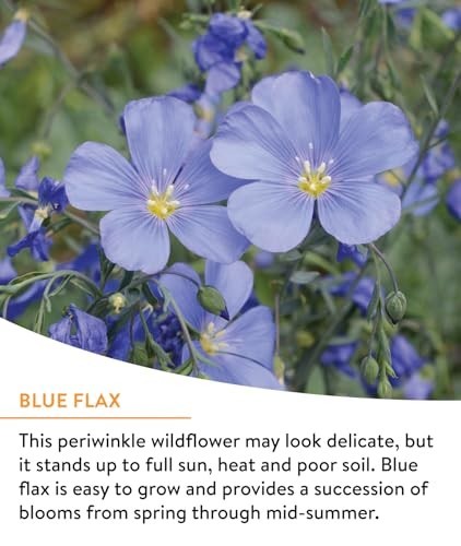 Burpee Wildflower 25,000 Bulk, 1 Bag, 18 Varieties of Non-Gmo Flower Seeds Polli