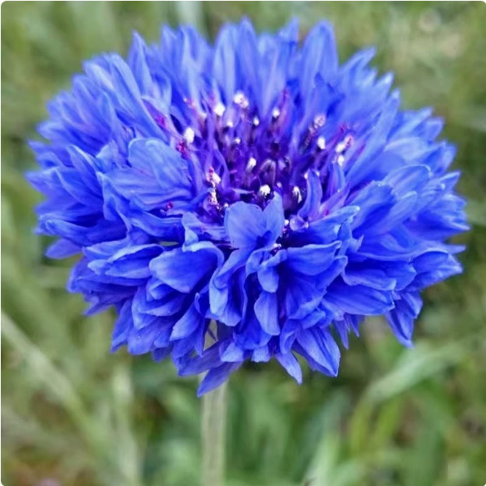 Bachelor Button Cornflower Mixed Seeds | NON-GMO | Heirloom | Fresh Garden Seeds