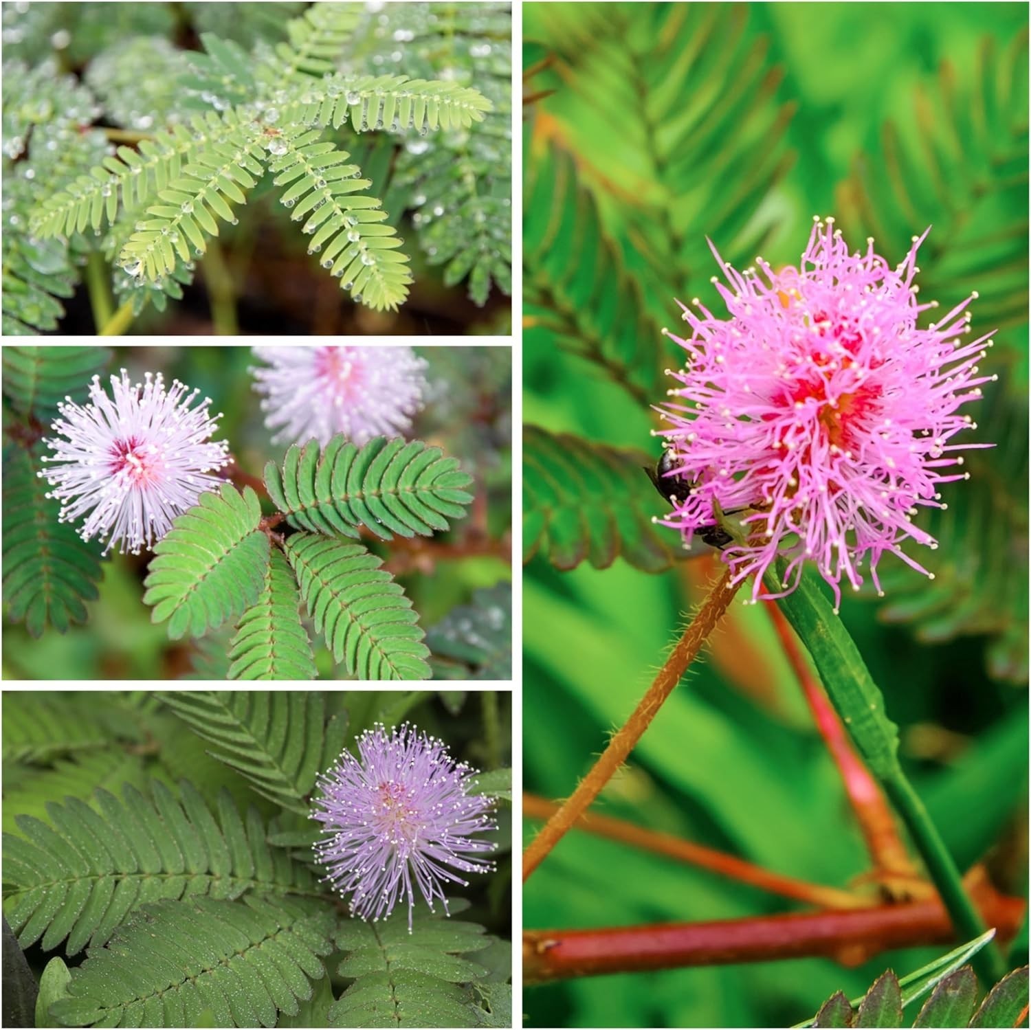 Mimosa Pudica Sensitive Plant Seeds – Heirloom Touch-Me-Not Blooms (100 pcs)