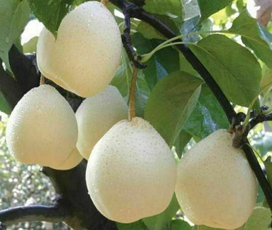 Live Asian Sand Pear Tree White Shinko Hosui Rose Well Root Plant Bosc