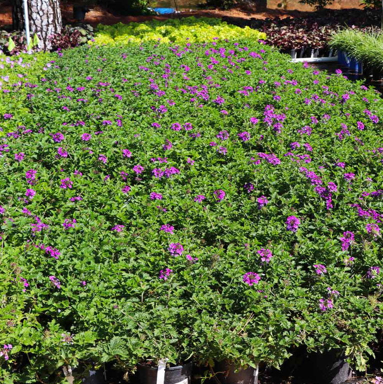 Purple Perennial Verbena Plant – 3-5″ Tall – Long-Blooming Purple Ground Cover