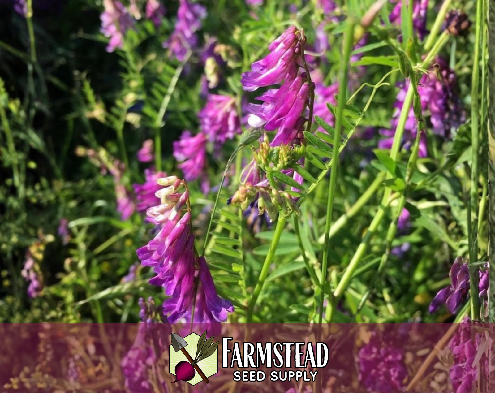 350+ Hairy Vetch Seeds | Flower Gardening for Pollinator Bees & Butterflies