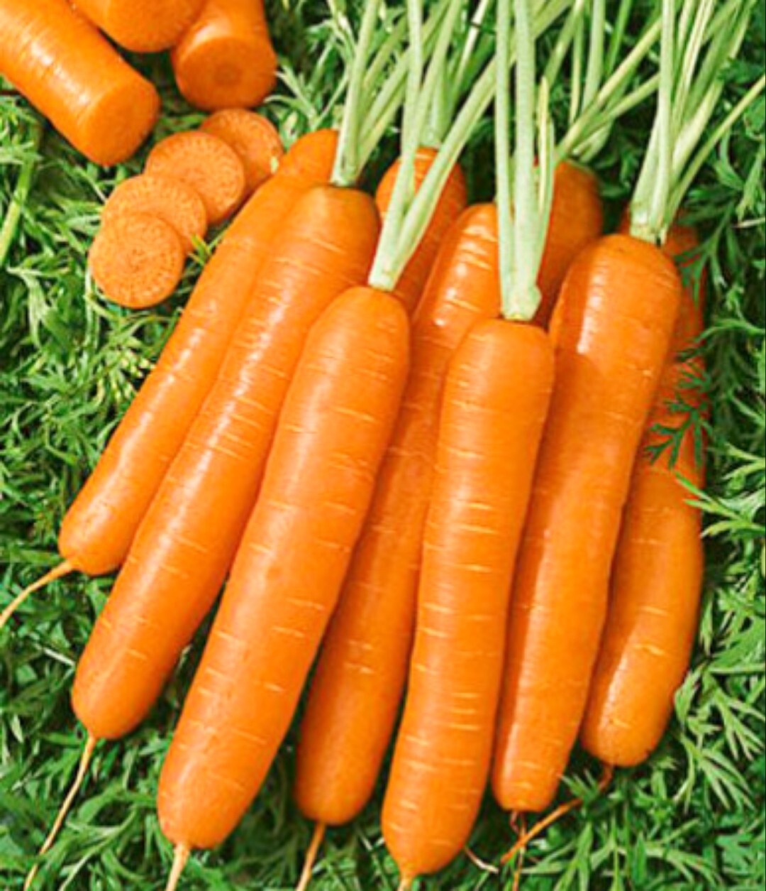 Fancy Nantes Carrot Seeds | 1000+ Seeds| Non-GMO | Vegetable Seeds | Carrots