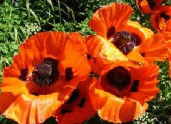500 Oriental Poppy Seeds Scarlet Orange Poppy Seeds (Papaver)