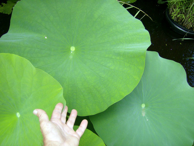 5 LIGHT YELLOW LOTUS SEEDS – Nelumbo Nucifera