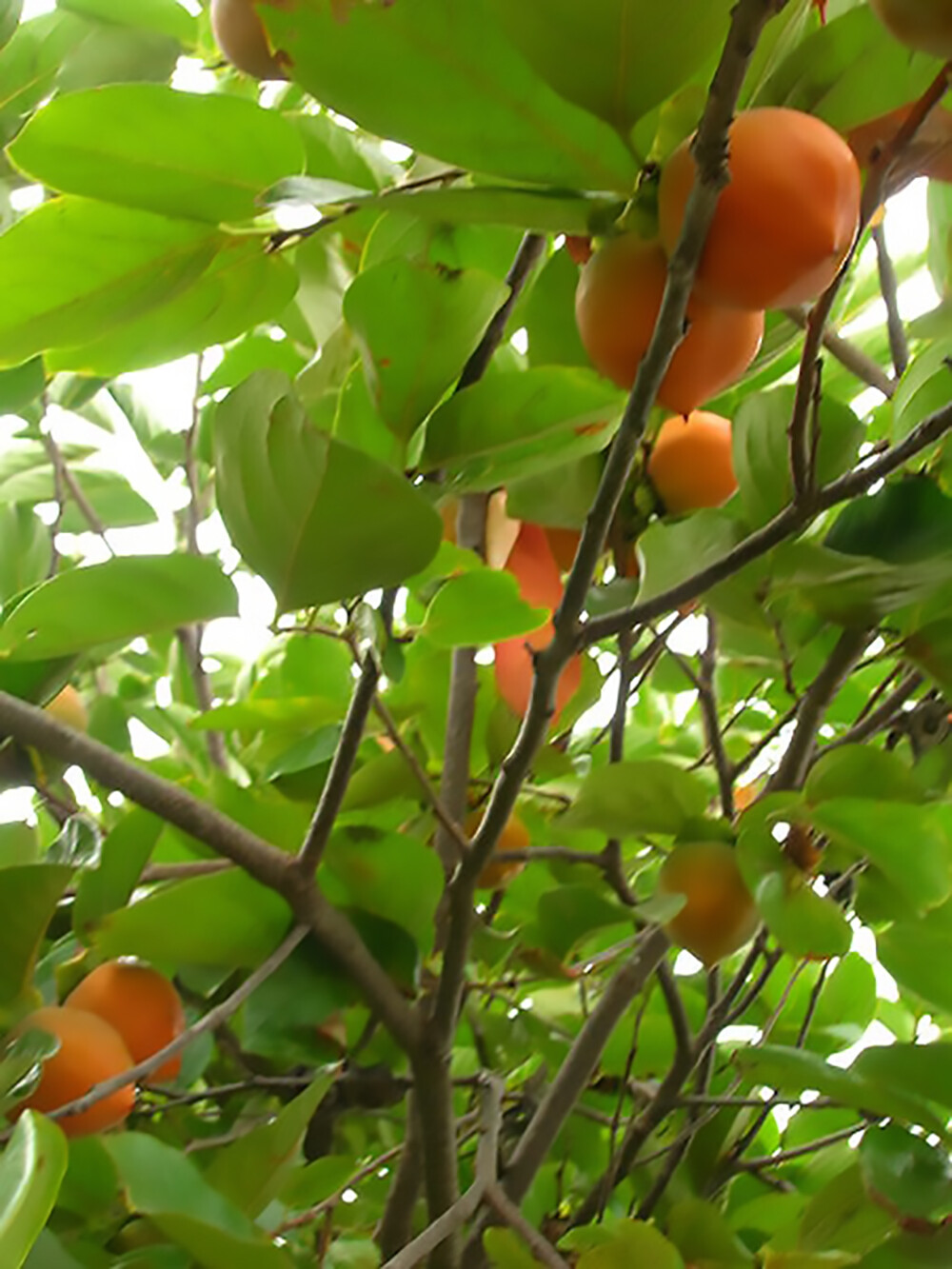 Japanese Persimmon, Diospyros kaki, Tree Seeds