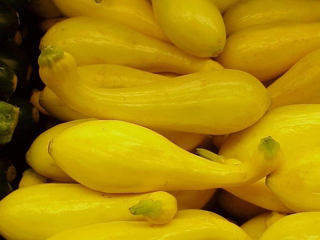 Crookneck Yellow Squash Seeds – 26 NON-GMO SEEDS