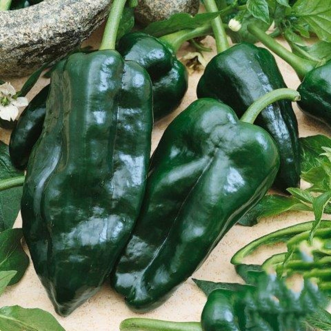 25+ Organic Hot Ancho Poblano Grande Pepper Seeds | NON-GMO | Heirloom | Fresh