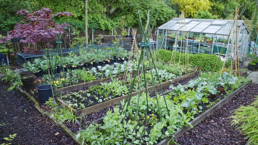 18 Variety Pack Of heirloom seeds non-gmo Fruits & Vegetables