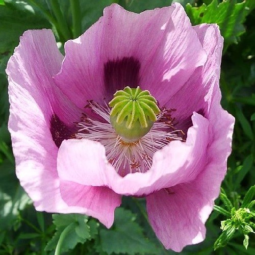20,000+ Turkish Imported Poppy Seeds For Fall Spring Planting Papavar Somniferum
