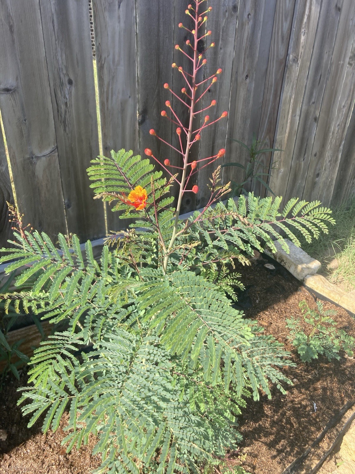 Pride of Barbados Flower 10 SEEDS Peacock Flower Seeds