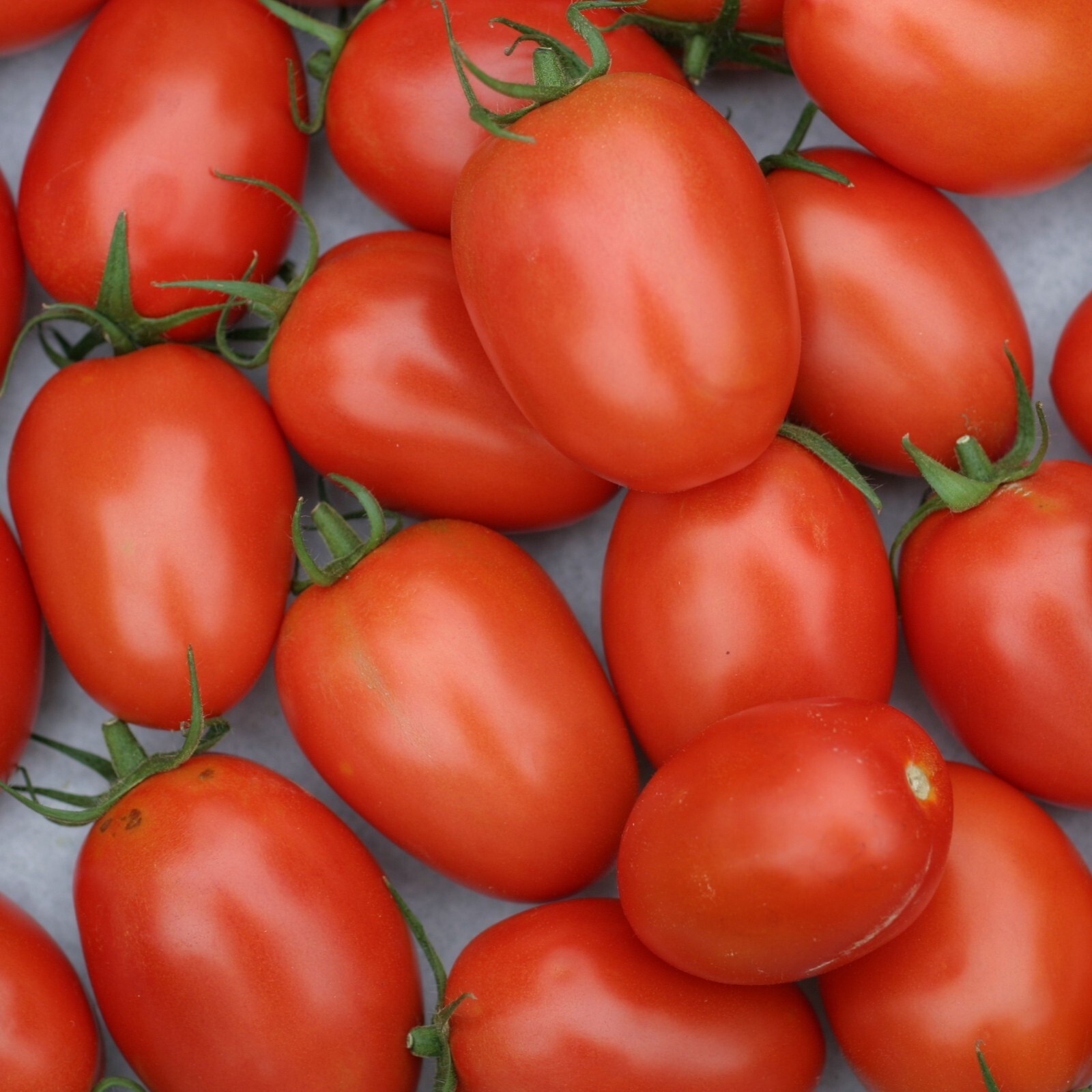 Tomato Seeds, Roma VF Heirloom, Non-GMO, Meaty & Flavorful, Free Shipping