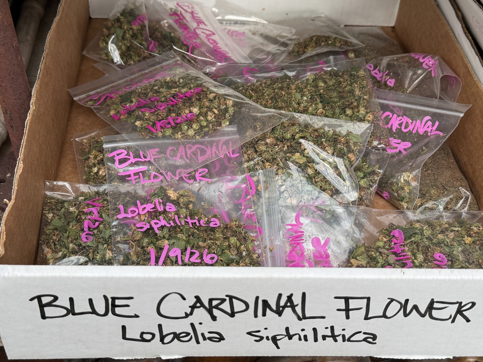 BULK SEEDS!…Lobelia siphilitica…Great Blue Lobelia…QTY/bag=1000