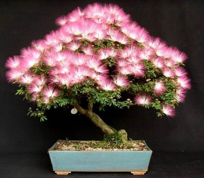 10 PCS Mimosa Albizia Seeds F11, Julibrissin Exotic Flower Persian Silk Bonsai