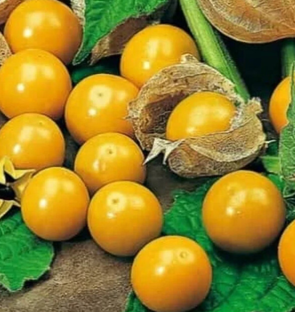 PINEAPPLE TOMATILLO SEEDS 50+ GARDEN vegetable Physalis ixocarpa FREE SHIPPING