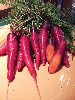 Carrot Cosmic Purple 1,000 seeds