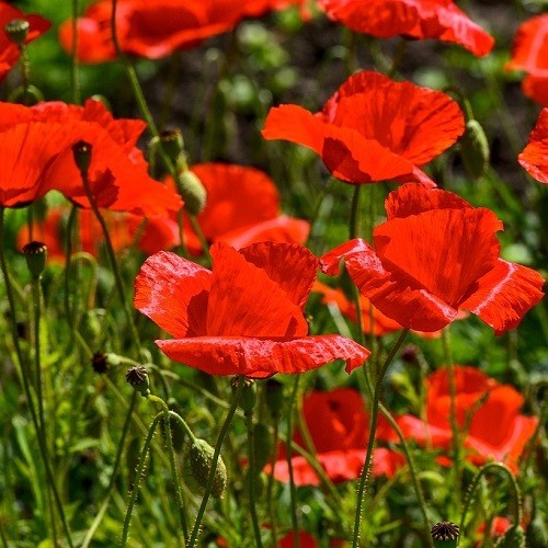 10,000+ Heirloom Poppy Seeds American Legion aka Legion of Honor, Flanders Field