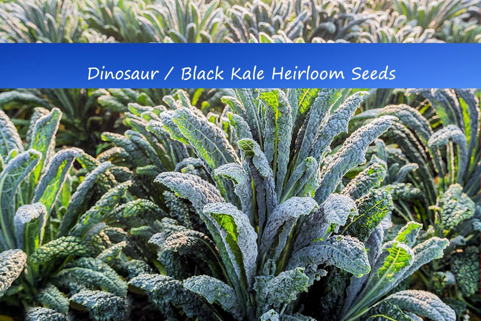 Vegetable Seeds- Dinosaur or Black Kale-50 Heirloom Seeds -Heirloom -All Natural
