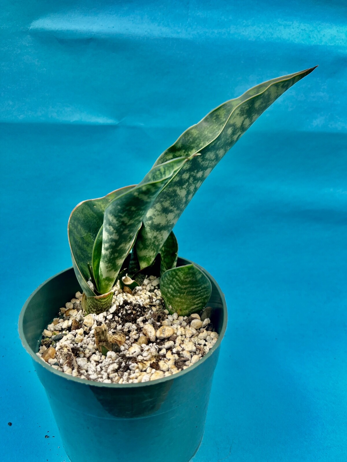 Sansieveria Massonia WITH FOUR GROWING HEADS in 5″ pot