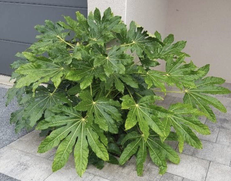 Fatsia Japonica, Japanese Fatsia – 20 Seeds 2023 – USA