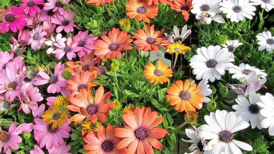 200+AFRICAN DAISY Cineraria Mix Flower Seeds Cape Marigold Drought Tolerant Easy