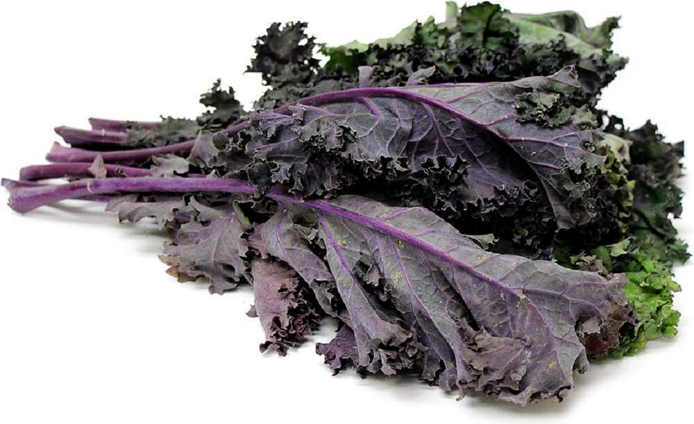 Red Kale 14 Ounces Microgreen Sprouting Seeds