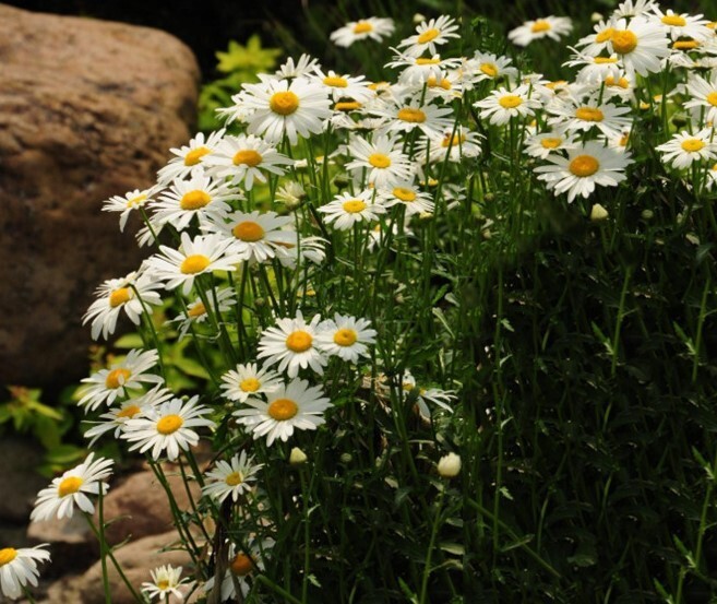 500+Alaska Shasta Daisy Seeds Hardy Perennial Garden Flowers USA