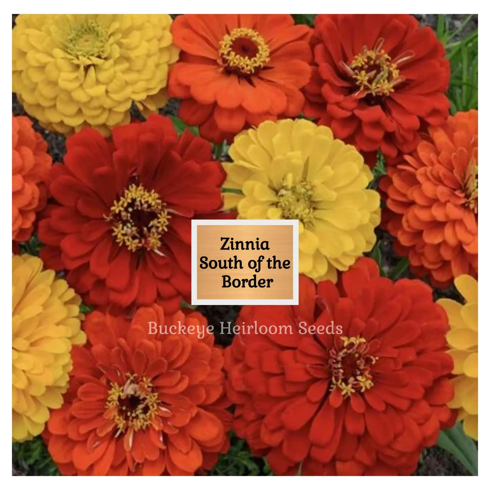 Zinnia | South of the Border | 100 Seeds | Easy to Grow | (Zinnia elegans)