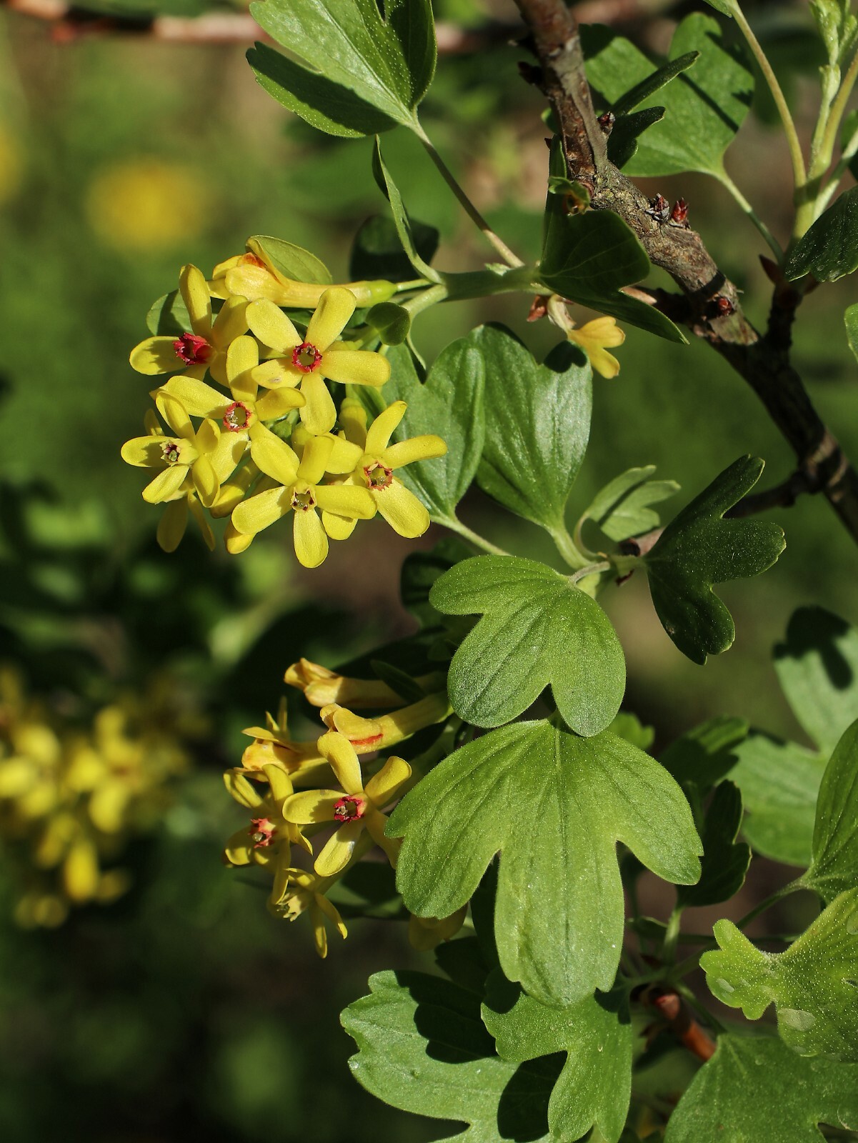 Golden Buffalo Currant (Ribes aureum), 30 seeds