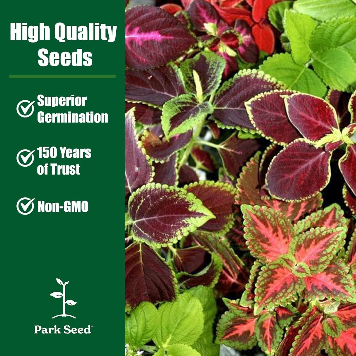 Giant Exhibition Coleus Seeds – Pack of 20 for Lush Indoor & Outdoor Foliage