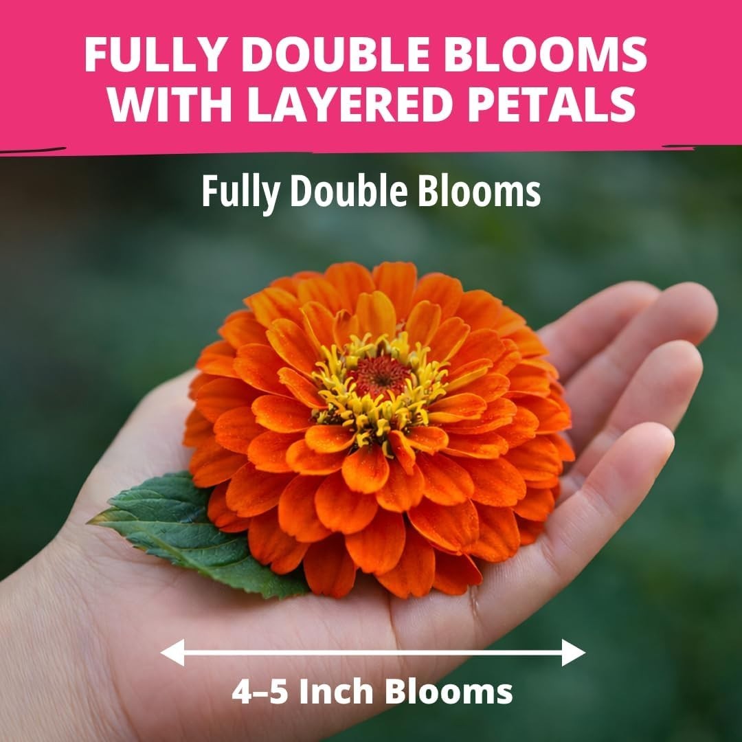 Vibrant 524 Zinnia Dahlia Seeds – Ideal for Borders, Containers & Eco Gardens