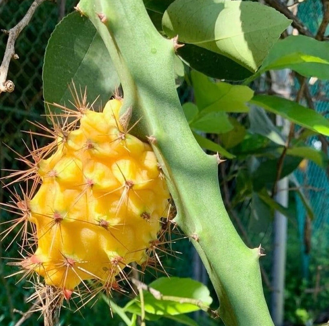 250 Dragon Seeds Mix Pitahaya Rare varieties pitaya Easily Grow Exclusive fresh