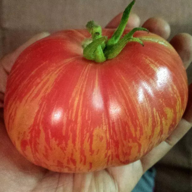 120+ Vintage Wine Striped Tomato Seeds – Beefsteak – Heirloom – HUGE 1 LB+ RARE