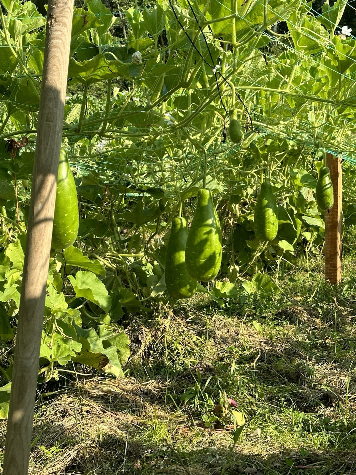 Big Bottle Gourd seeds || Lovely F1 Bangladeshi Lau Seeds || 6 Deshi Lau seeds