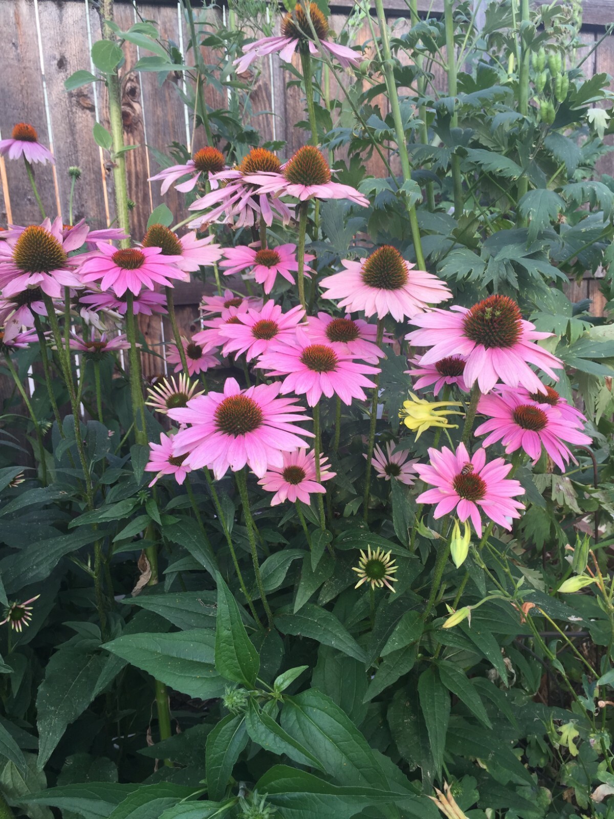 500 seeds ECHINACEA PURPUREA MAGNUS CONEFLOWER Perennial +gift