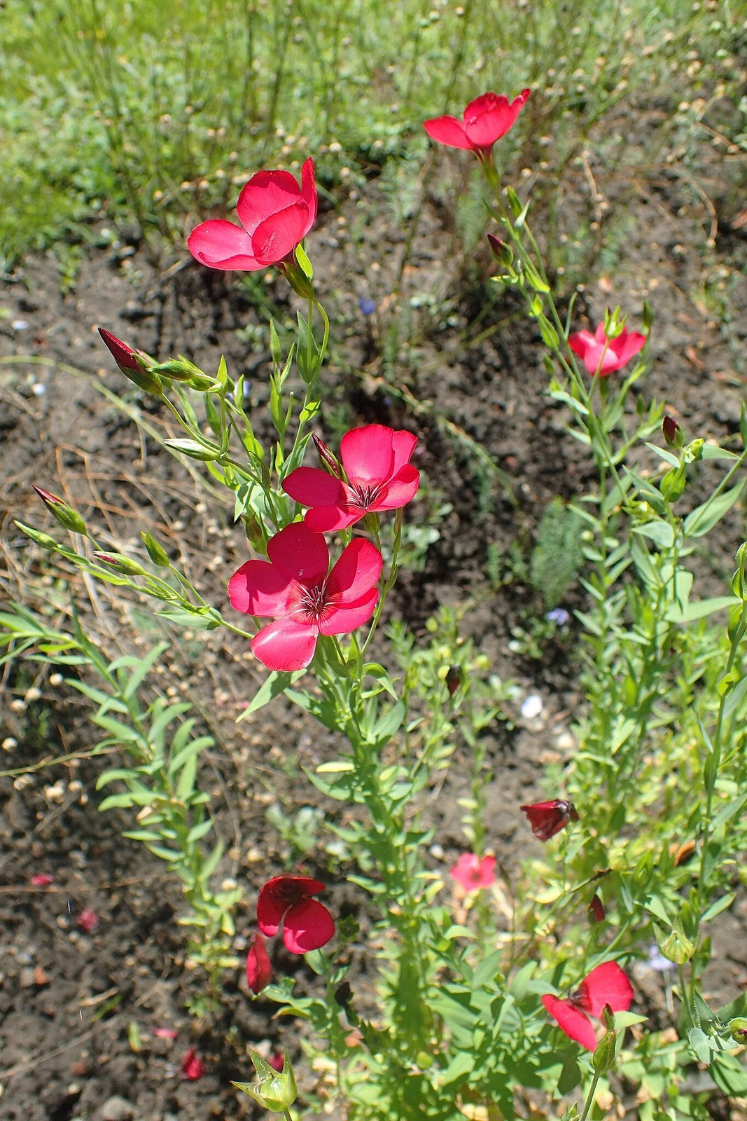 Scarlet Flax Seeds – For 2025 Planting Linum Grandiflorum Red Crimson Ruby Herb