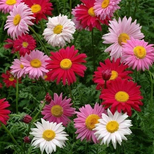 2000+ Pyrethrum Tanacetum coccineum Flower Garden Seeds Perennial Flower Seeds
