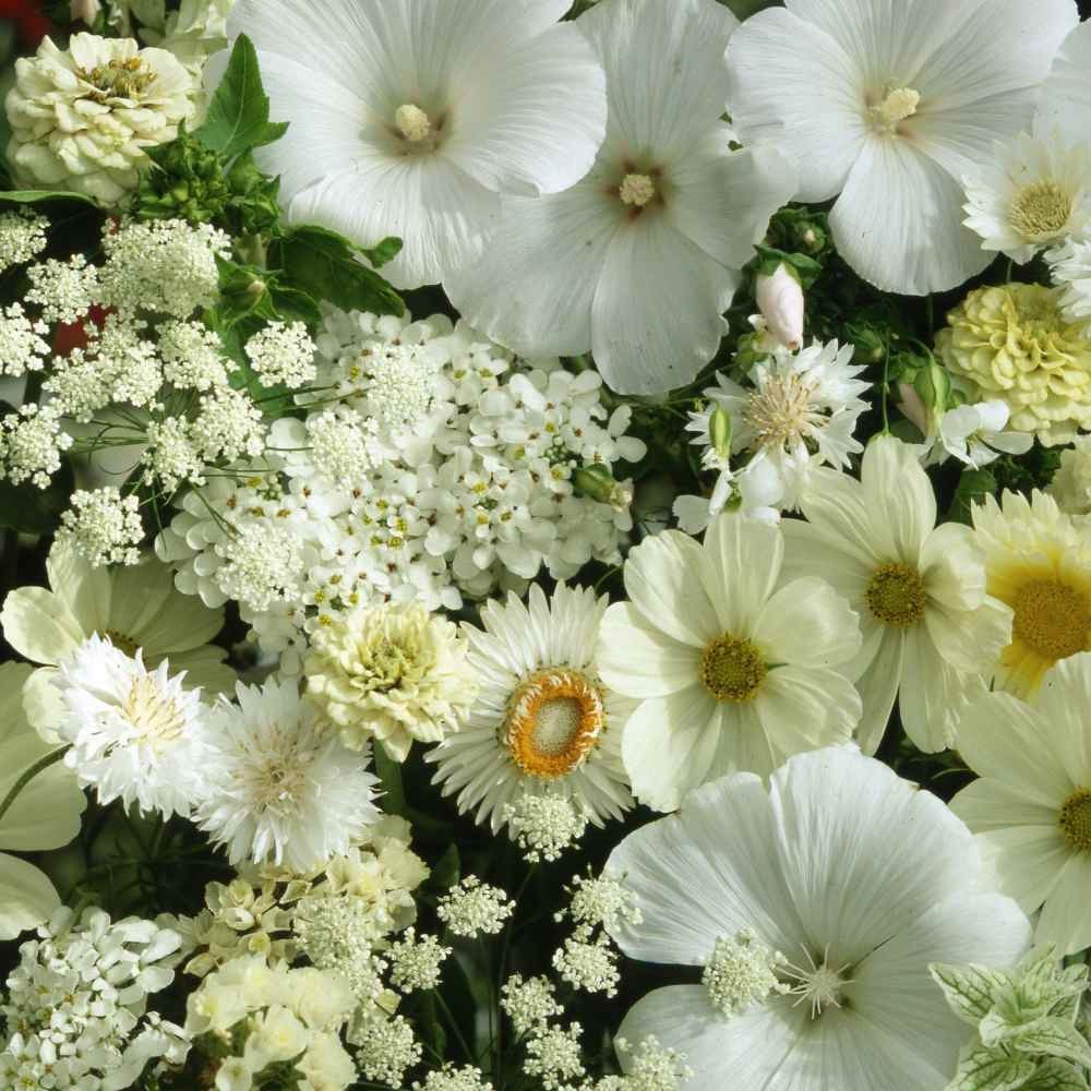 10000 Seeds White Flowers Seeds – White Wildflower Seed