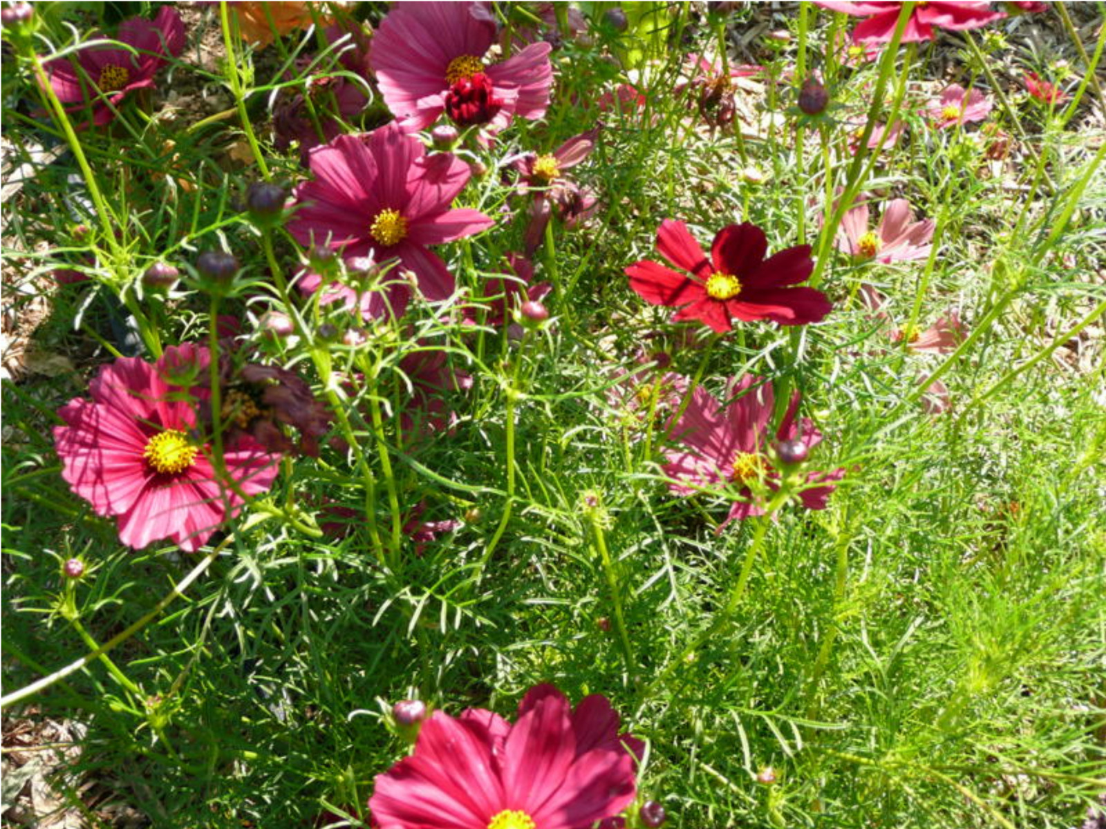 Cosmos Bipinnatus -Rubenza seed