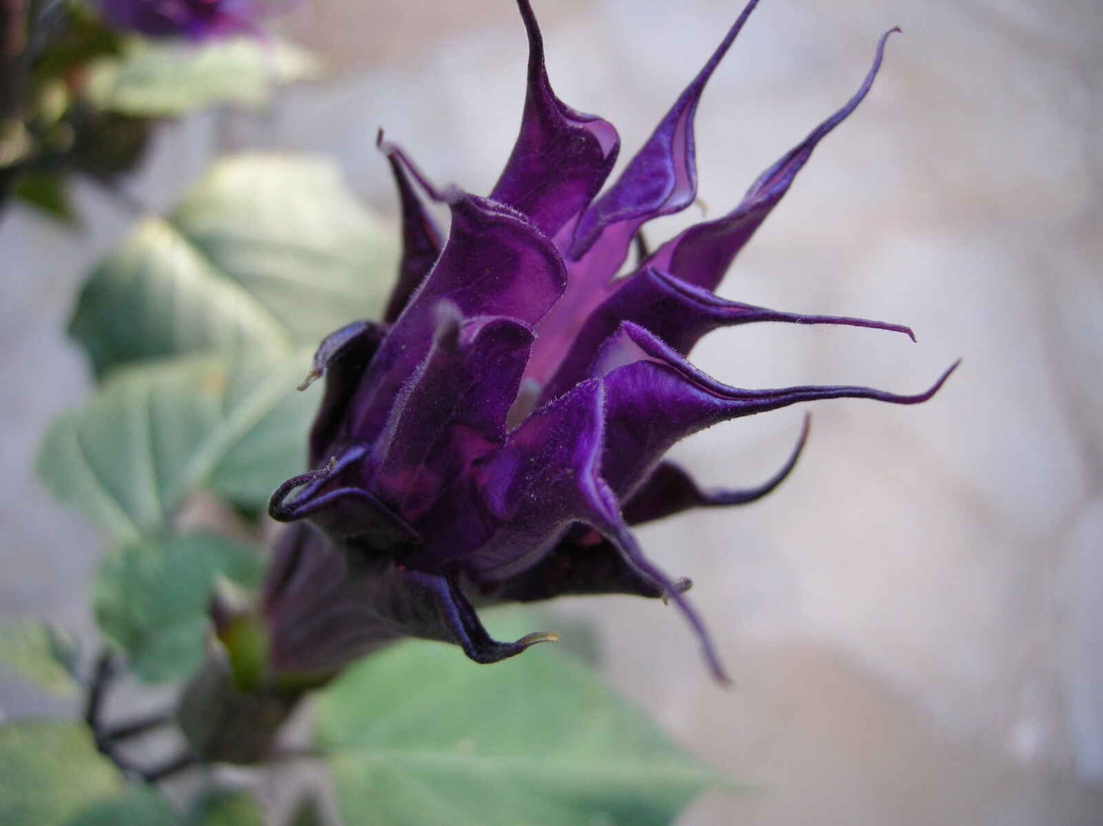 Datura metel Moonflower Purple Angels Trumpet Tropical seeds -10 Seeds