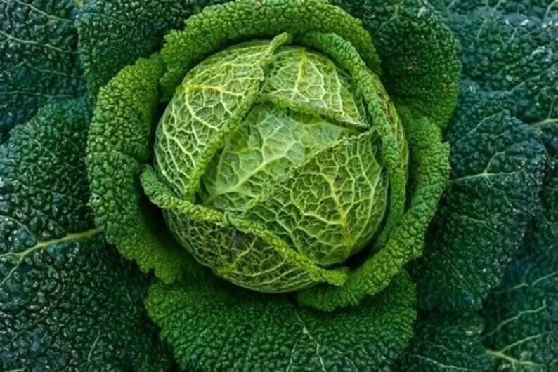 1000+ Savoy Perfection Cabbage Seeds — Heirloom — NON GMO — FRESH