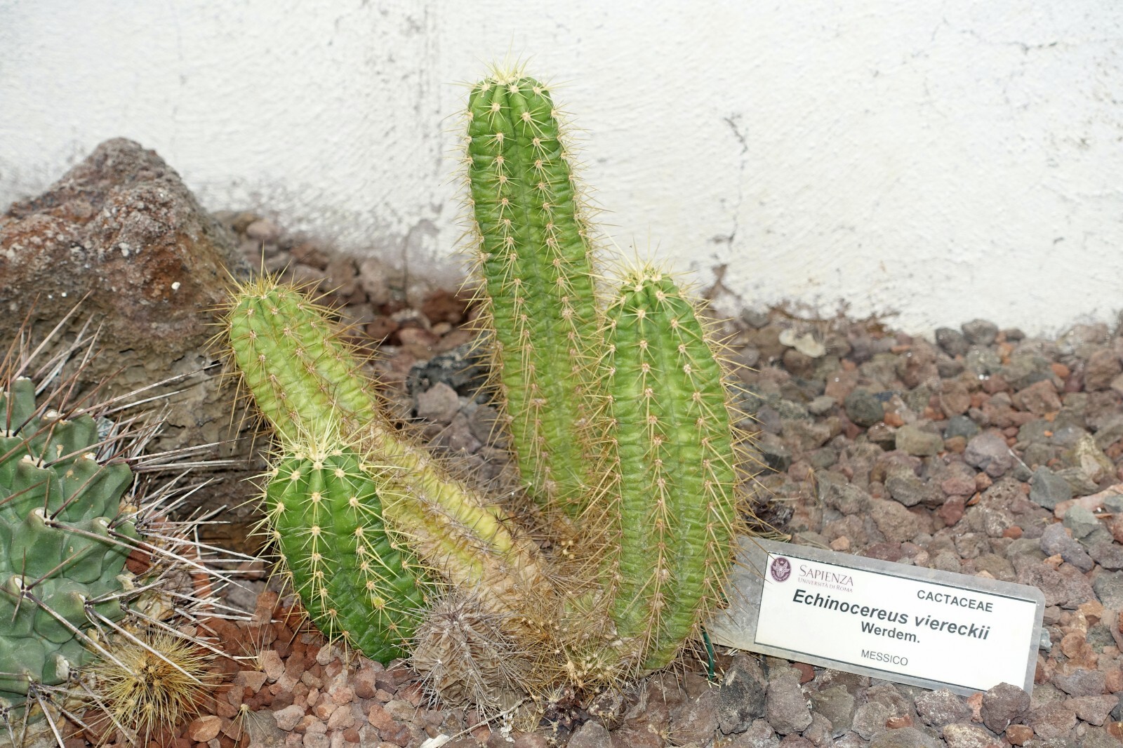 Echinocereus viereckii 25 Seeds