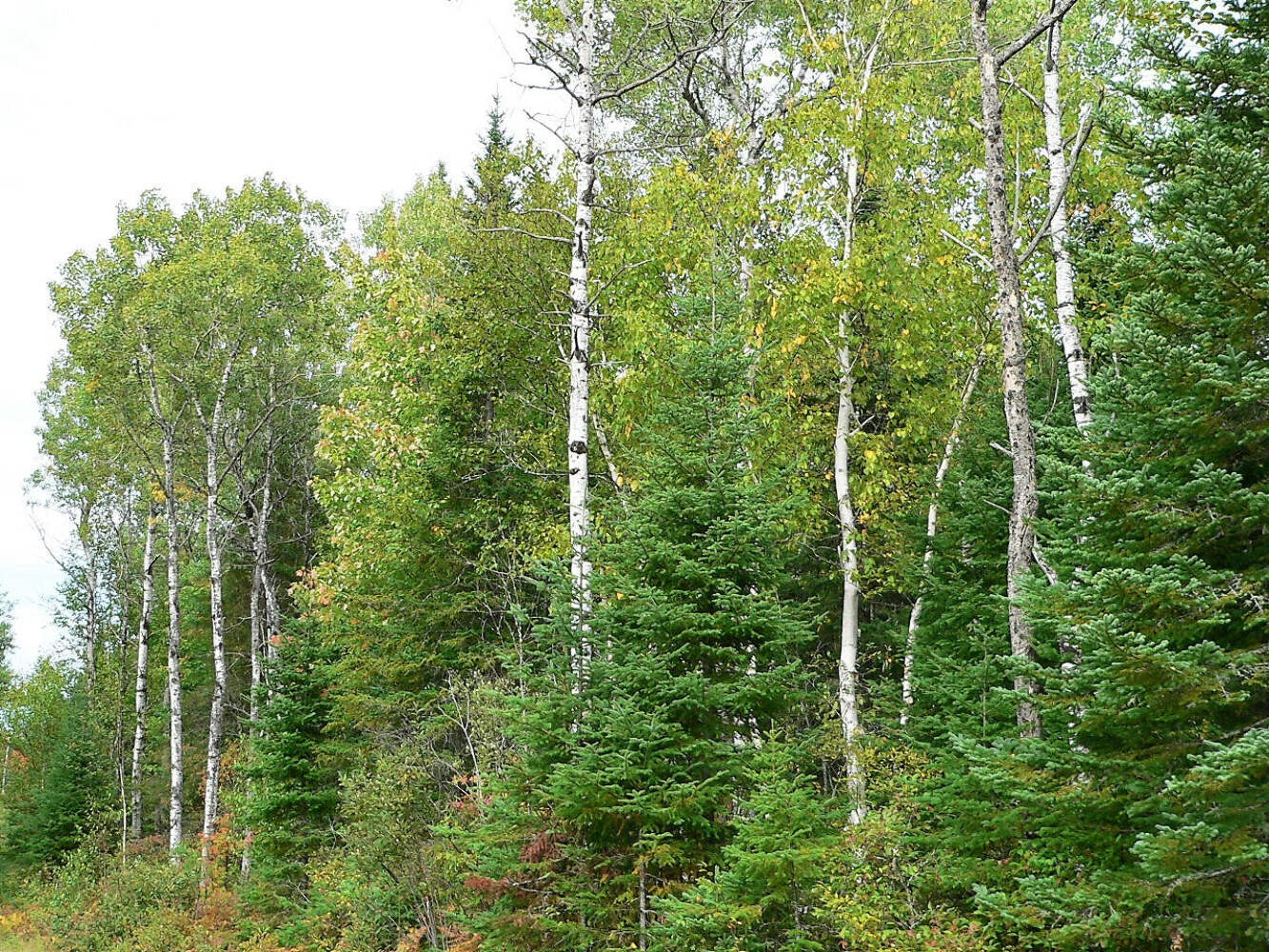 30 BALSAM FIR Tree Abies Balsamea Christmas Tree Silver Pine Canadian Fir Seeds
