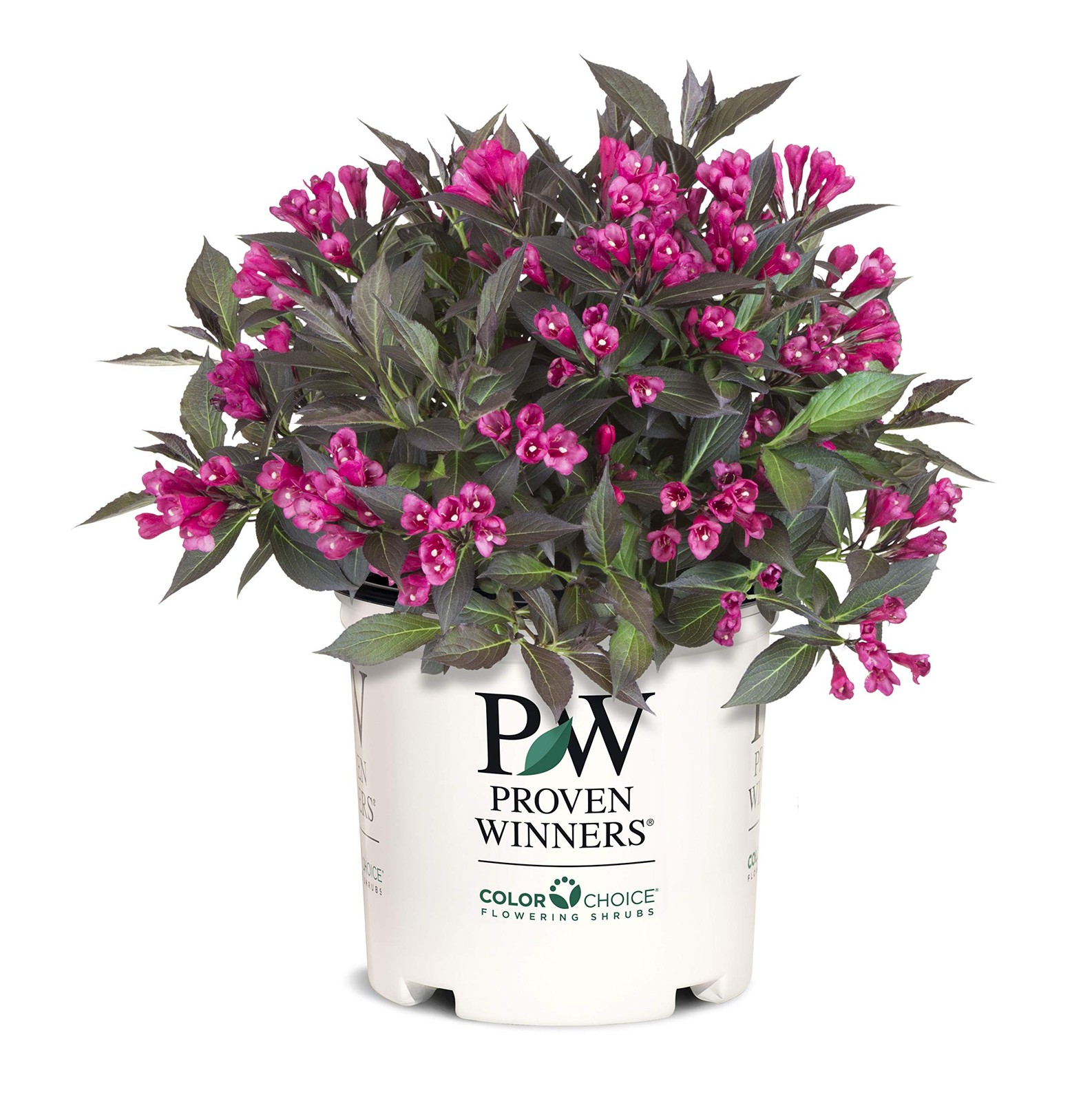 2 Gallon Proven Winners Weigela Spilled Wine Shrub