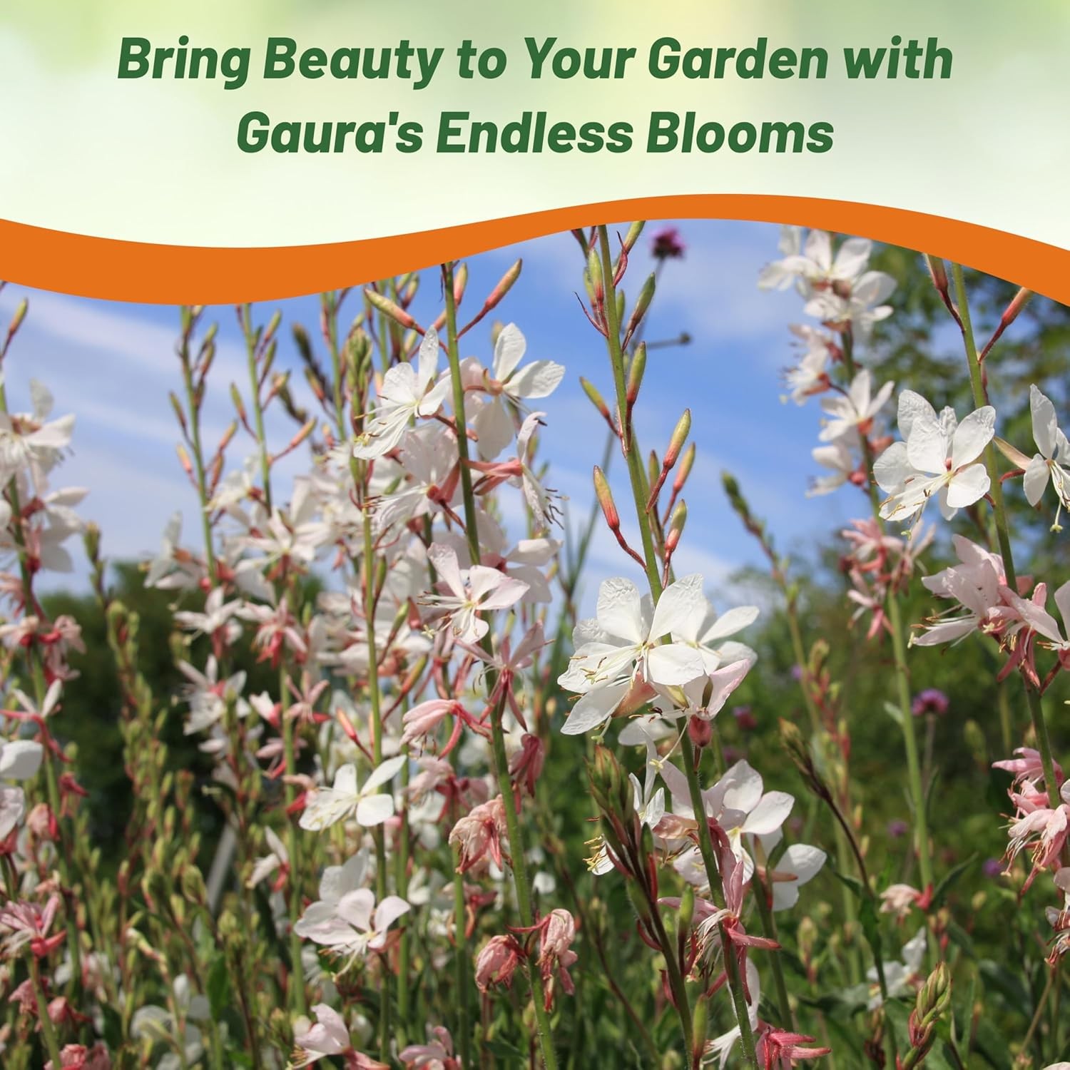 400 Seeds Drought Tolerant Gaura Lindheimeri Garden Flower Plant Seeds