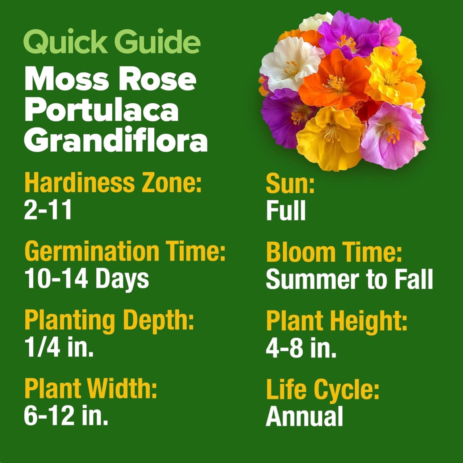 Bulk Pack of 23,500 Moss Rose Seeds – Low-Maintenance, Colorful Garden Blooms