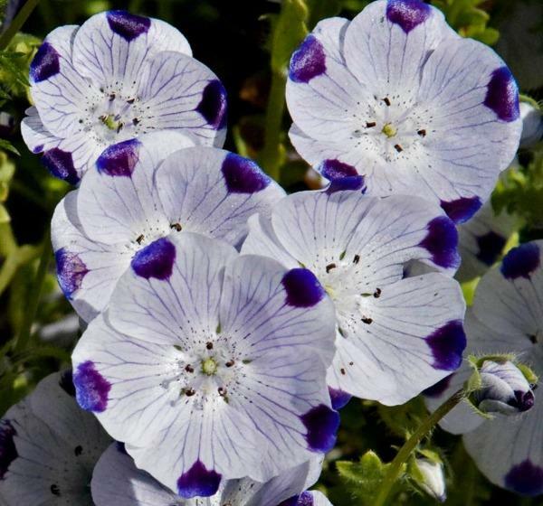 Nemophila maculata | Five Spot | Baby Blue Eyes | 100 Seeds